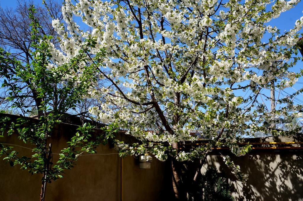Collosal With Garden
